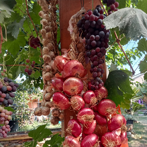 Aglio e cipolle massesi