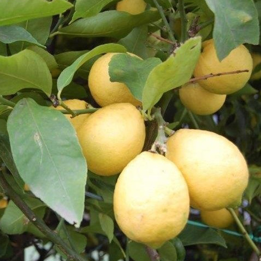 Grappolo di limoni massesi