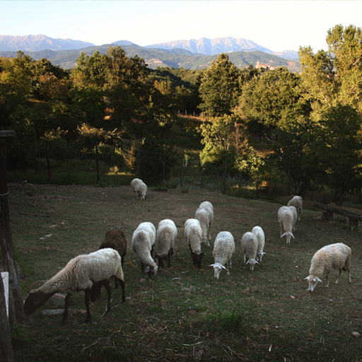 Pecore al pascolo sulle colline
