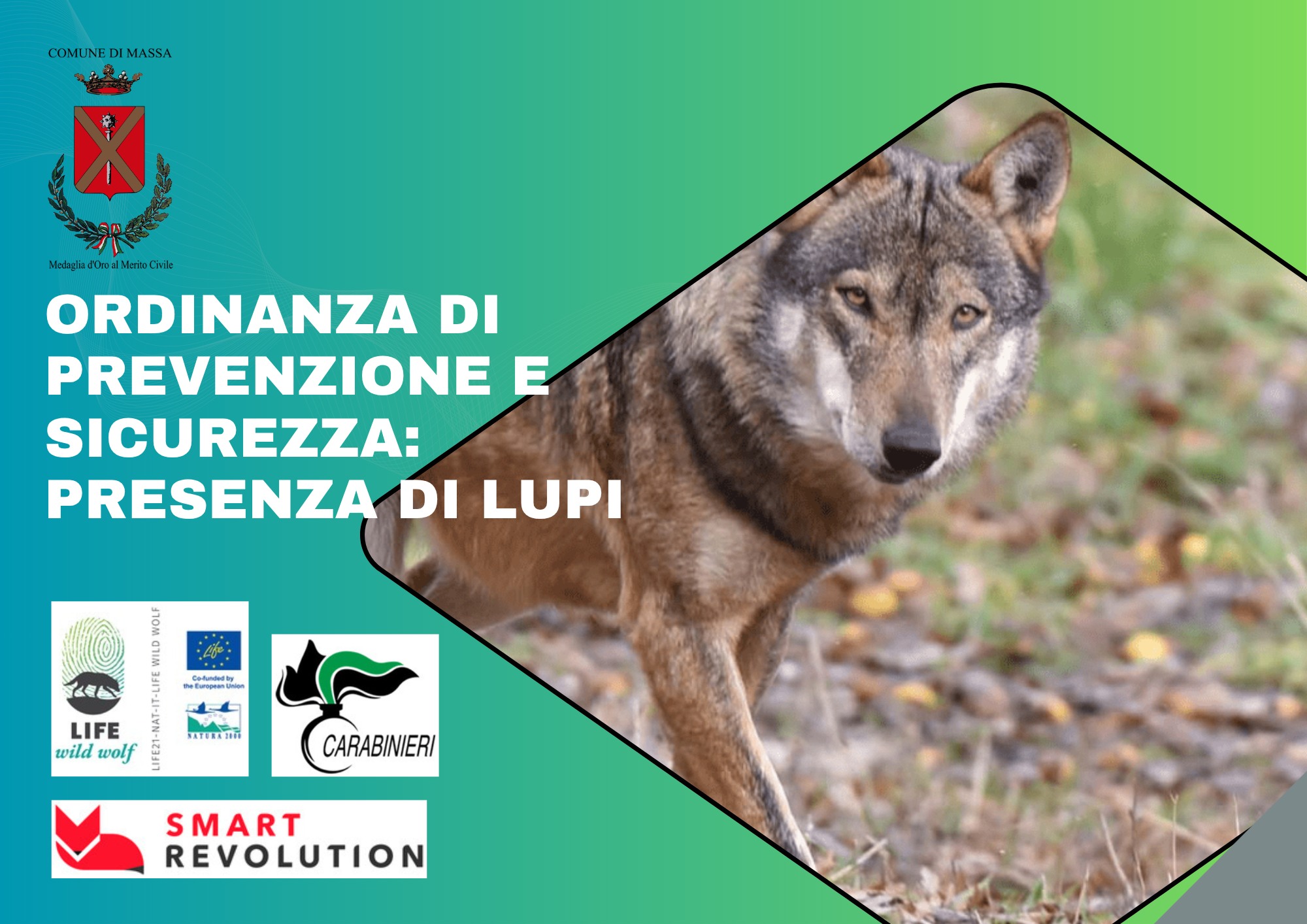 lupi
