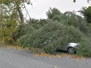 Albero caduto su auto