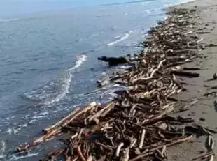 particolare su legname in una spiaggia 