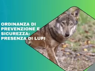 immagine di lupo